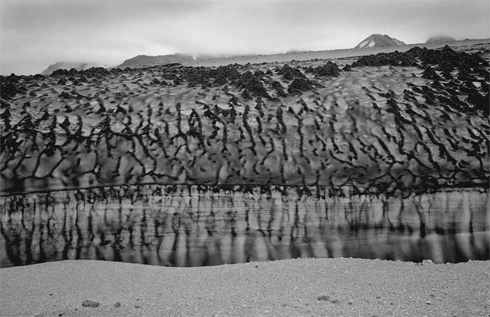 Terminus of a snowfield with ash-covered pyramids and ribs of snowin the upper Knife Creek drainage, 2002.  (© Gary Freeburg)